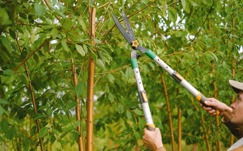 Tree trimming in Drexel, MO